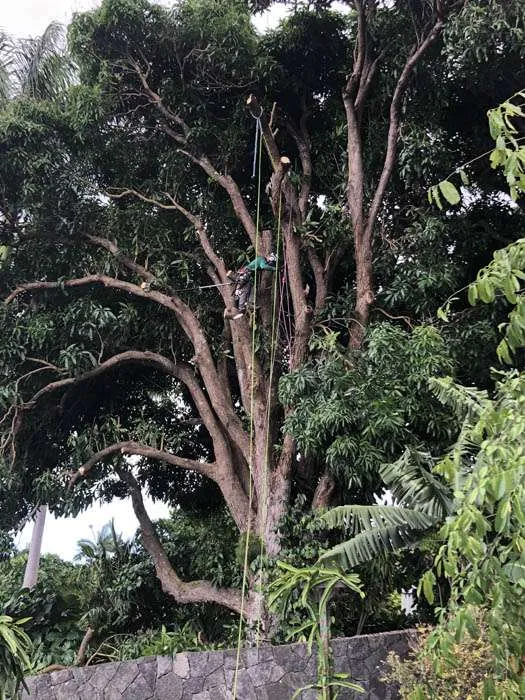 Ohialehua_