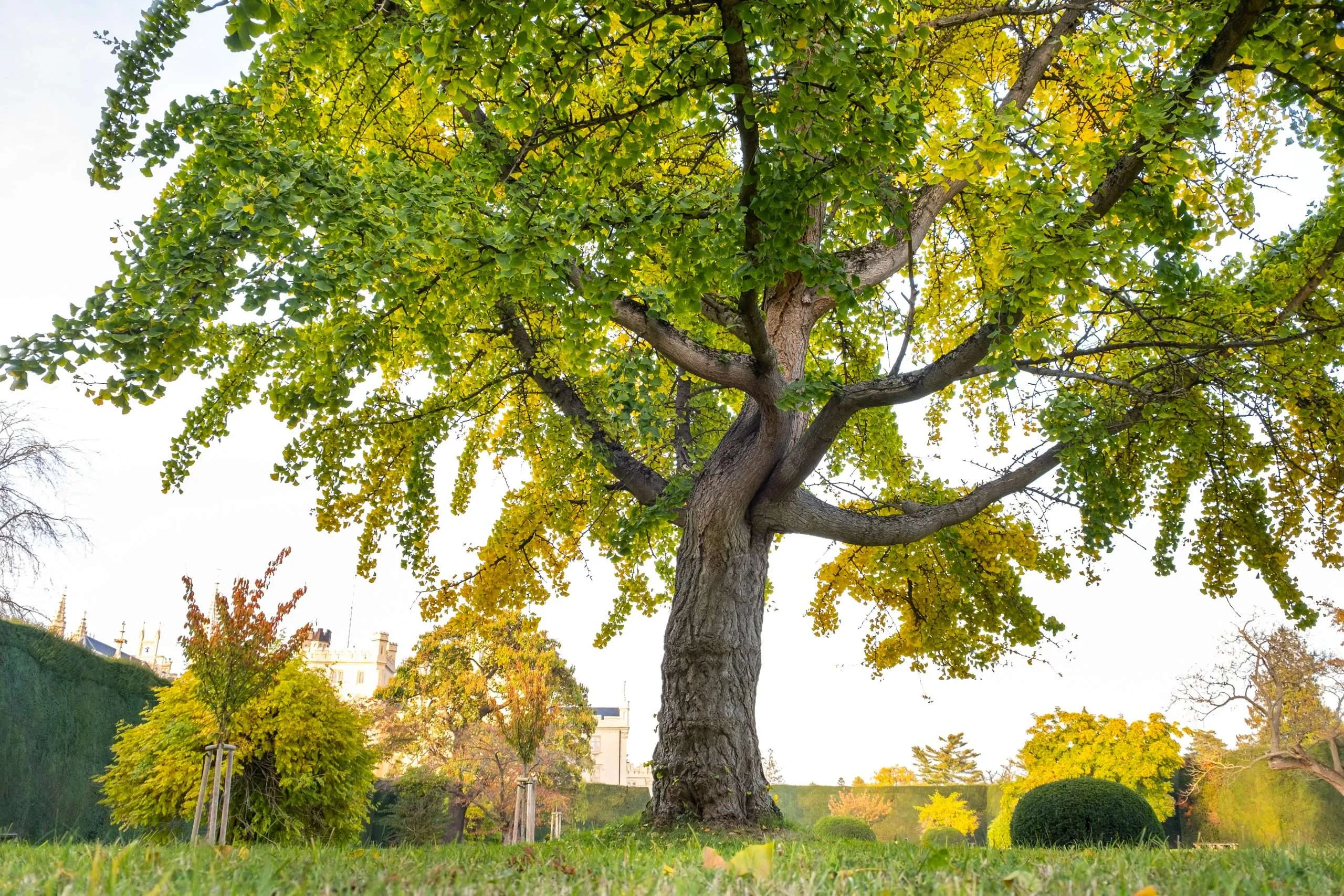 green-and-yellow-trees-in-early-autumn-park-2024-12-06-19-20-23-utc-scaled
