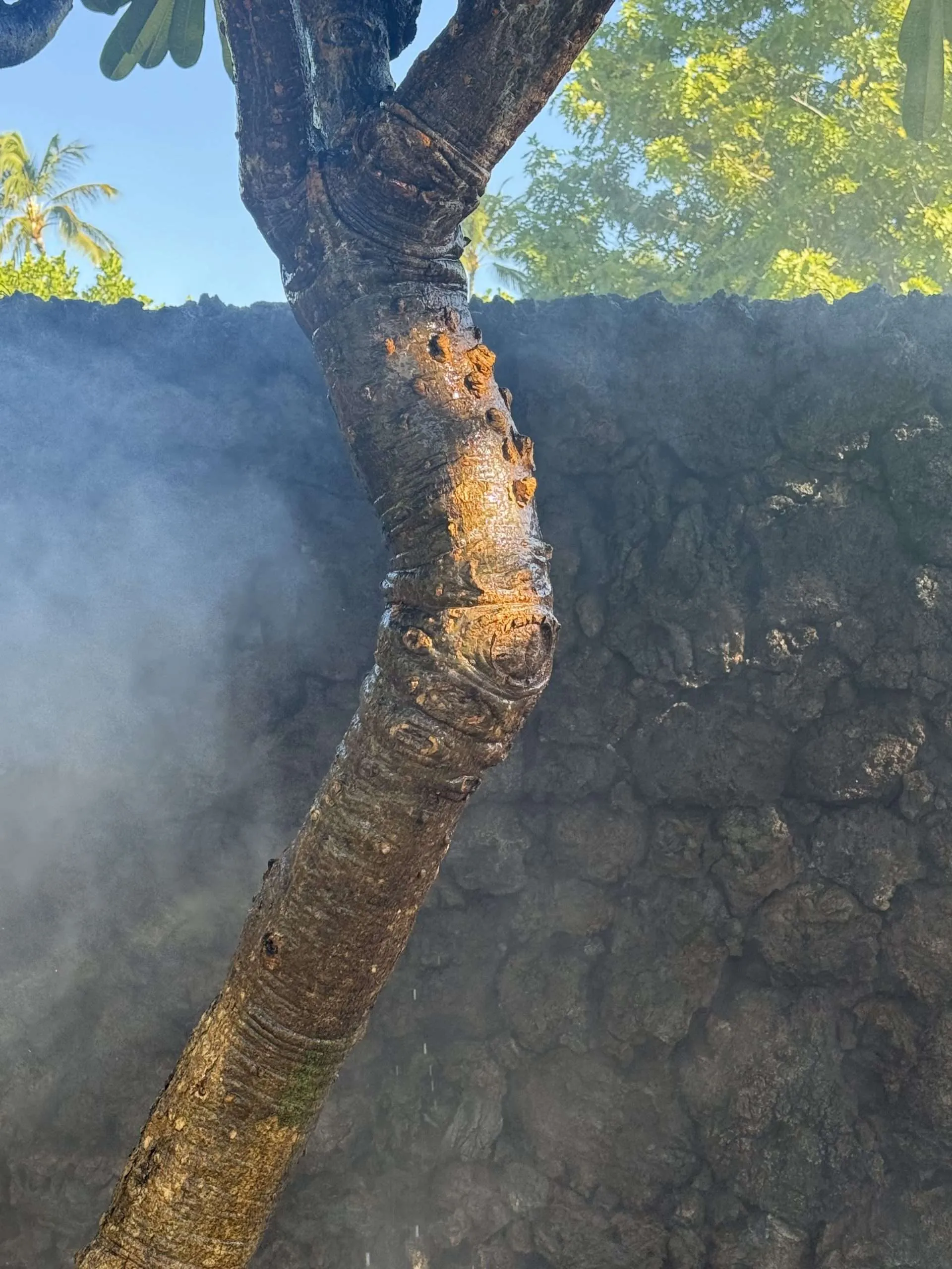 Plumeria Restoration: