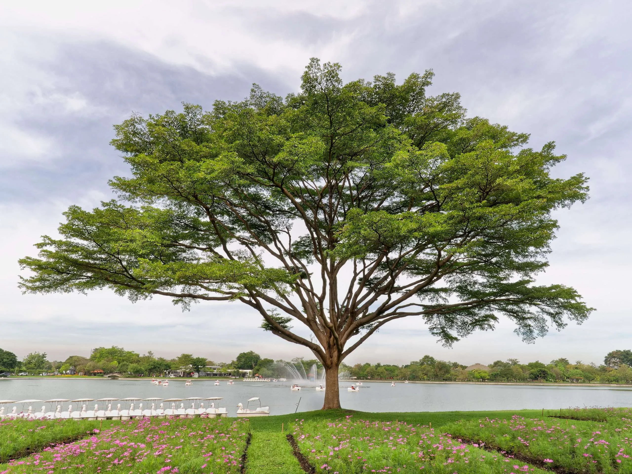 large-tree-with-branches-by-the-lake-2024-05-31-04-46-13-utc-scaled