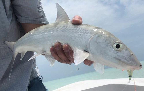 Bonefish Fishing