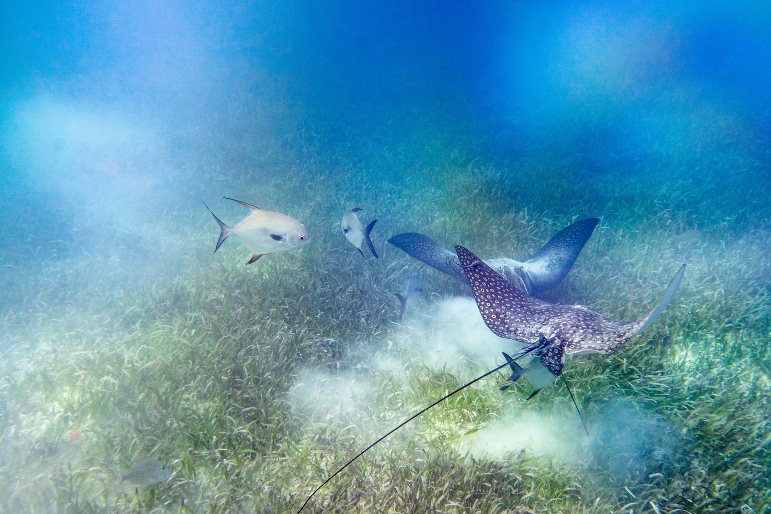 Flats Fishing