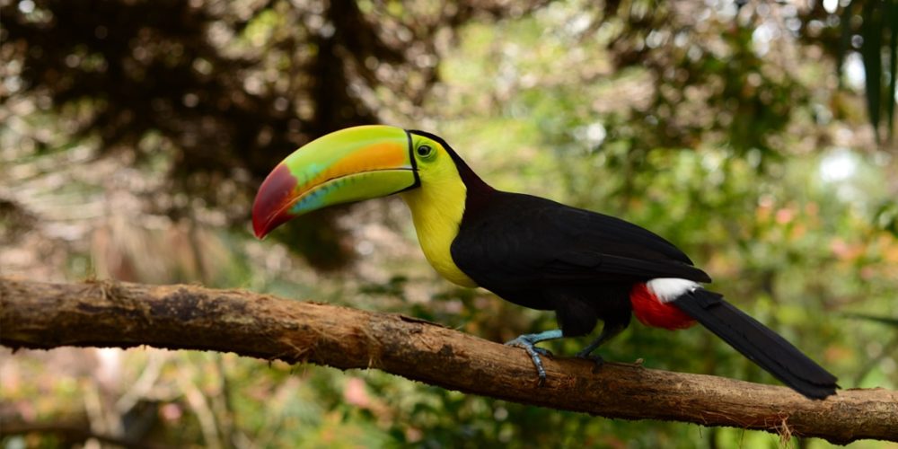 belize_zoo_2-big