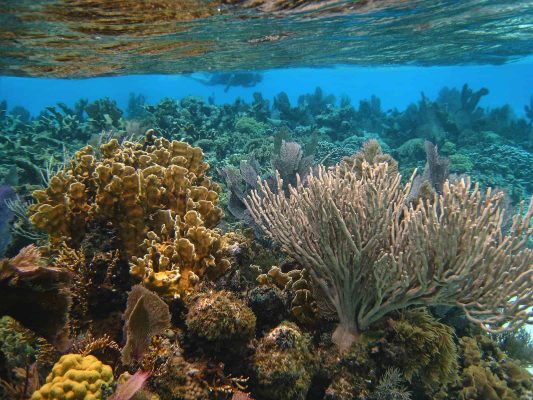 snorkler-and-coral-david-harvey