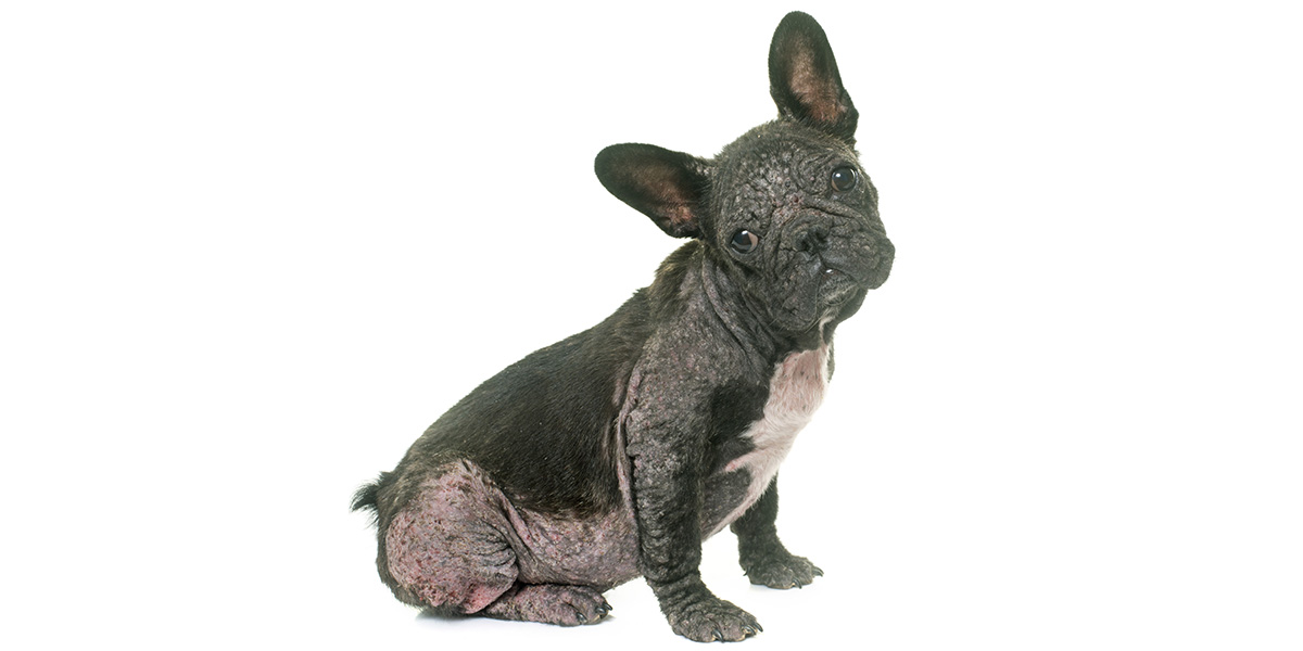 how to treat mange in puppies