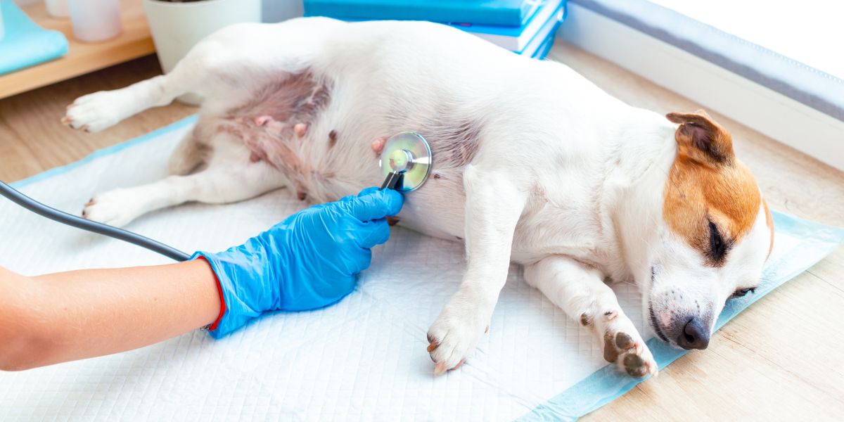 treatment for heartworm