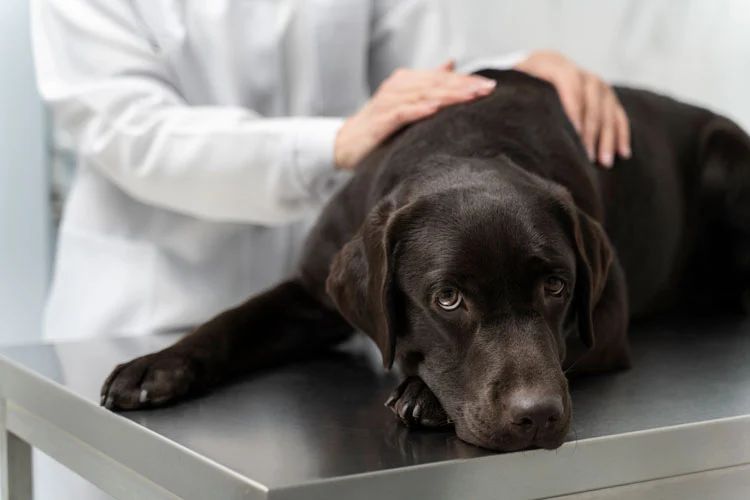 pet health issues