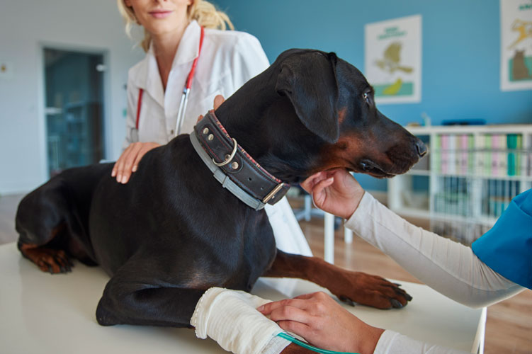 dog ready for Neutering