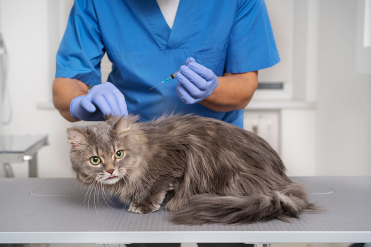 a veterinary doctor spaying