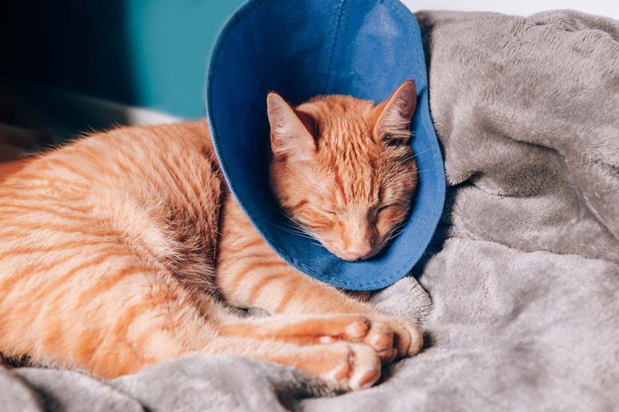 Cat Napping with Cloth Cone